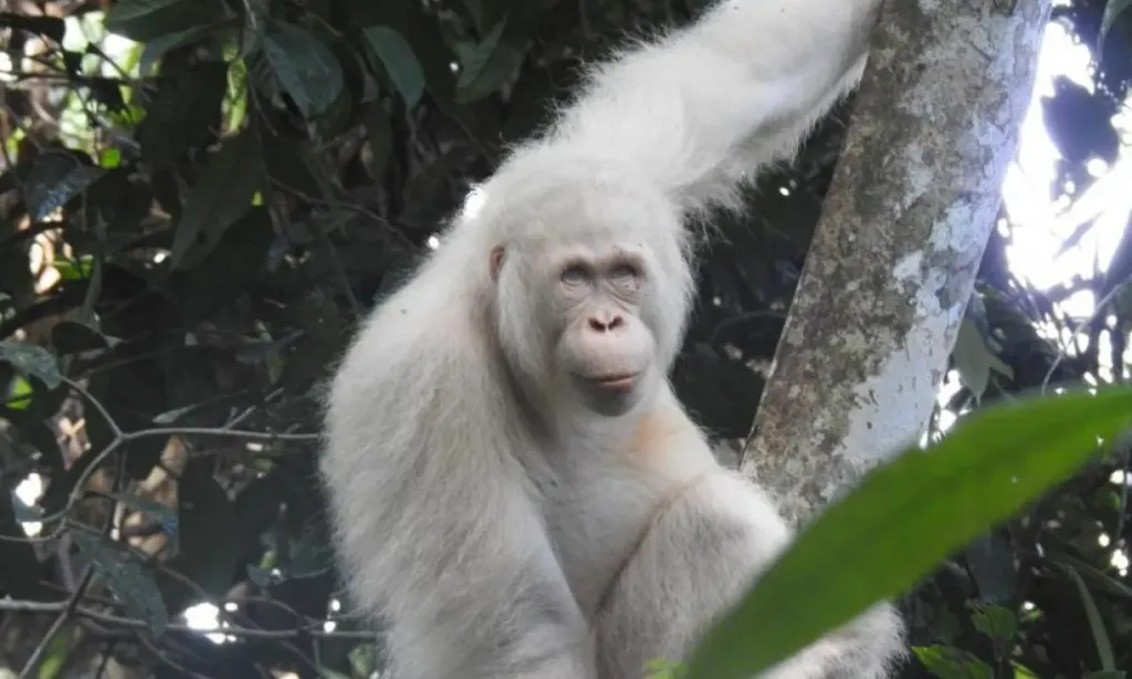 <p id="isPasted">Kenalan Dengan Alba, Orangutan Albino Asal Kalimantan Tengah</p>