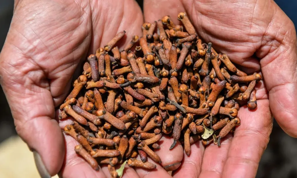 <p>Kontaminasi Cs-137 Kembali Hantam Cengkih RI, Kemenperin Belum Tahu</p>