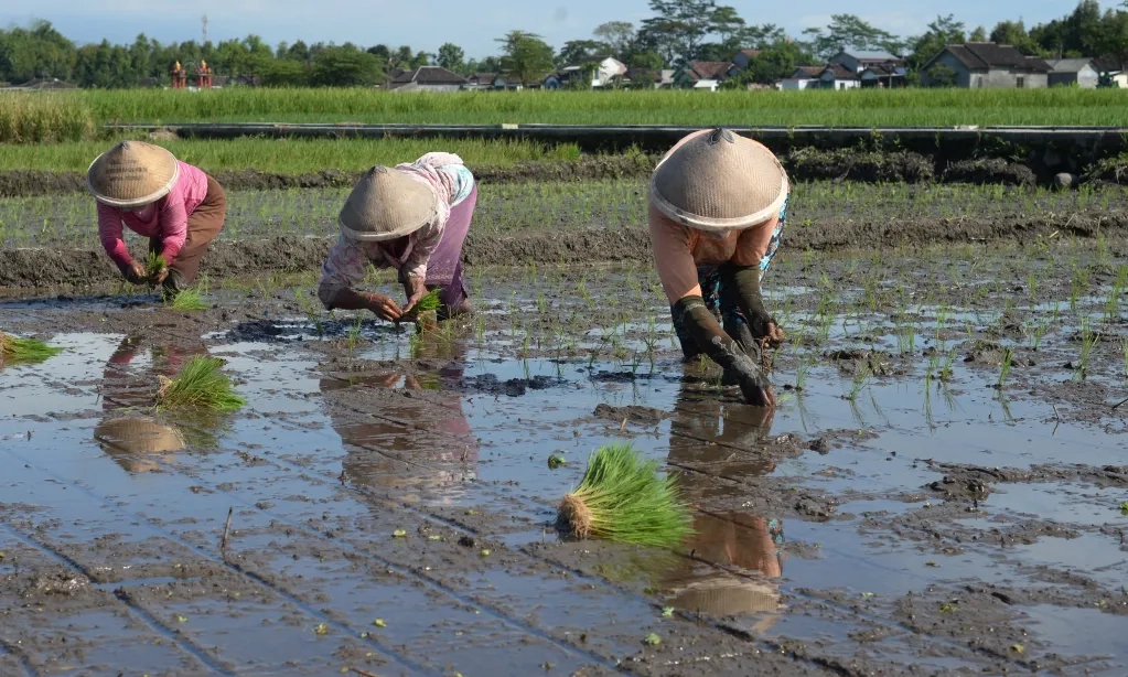 <p>Genjot Produksi Padi, Penajam Paser Utara Tingkatkan Keasaman Tanah</p>