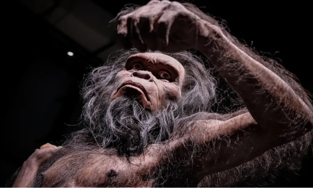 <p>Setelah Seabad Lebih, Fosil Java Man Kembali Ke Indonesia</p>