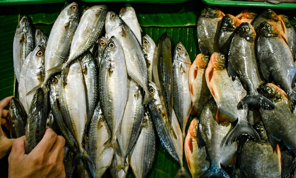 <p>Dampak Jangka Panjang Dari Konsumsi Ikan Bermerkuri</p>