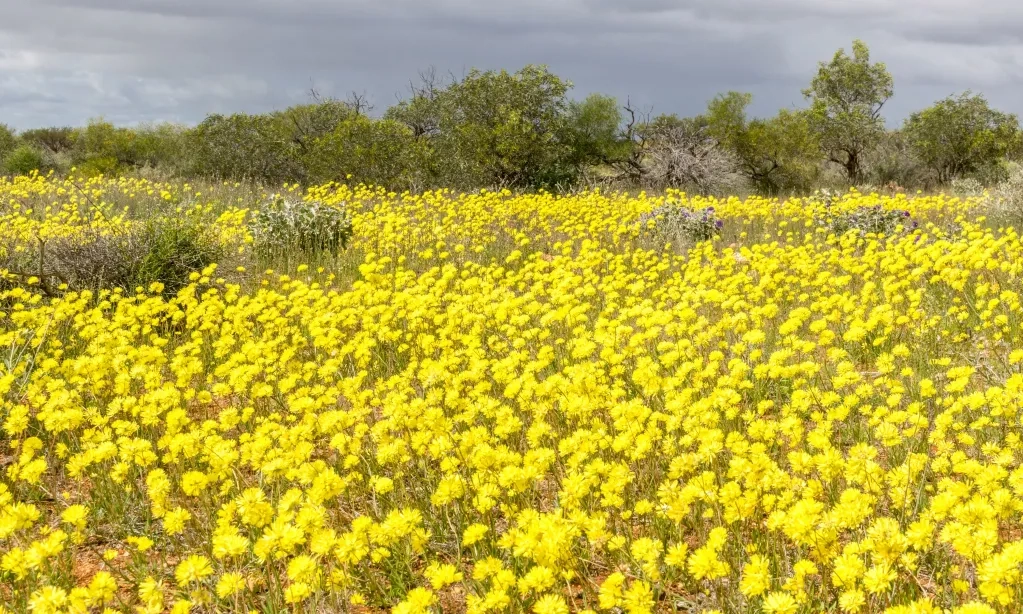 <p id="isPasted">Menyusuri Keajaiban Bunga Liar Di Australia Barat</p>