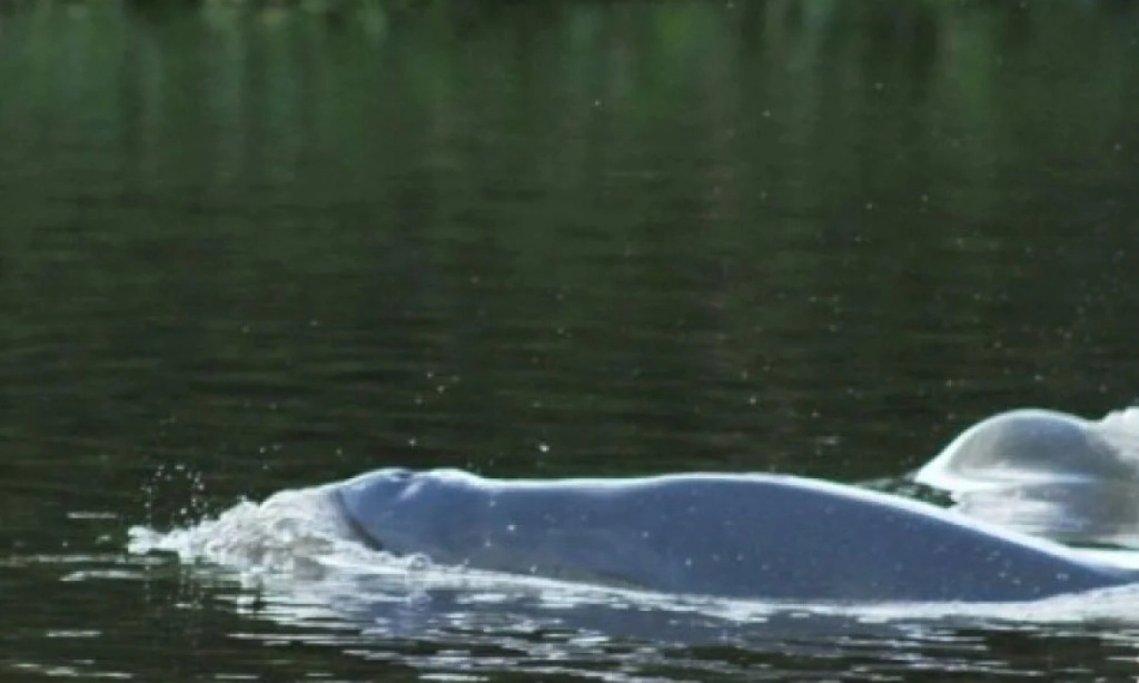 <p>KLH Beri 3 Solusi Jaga Populasi Pesut Mahakam&nbsp;</p>