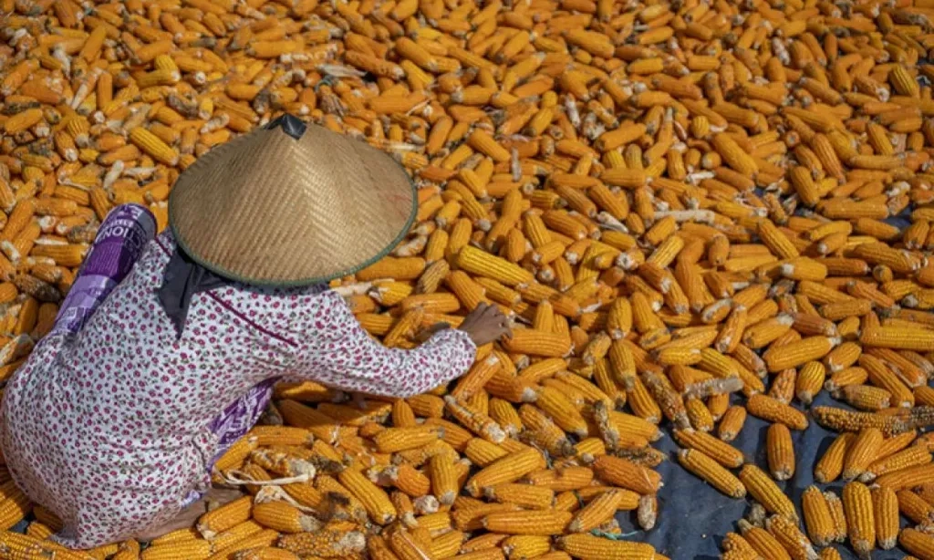 <p>Jagung Pakan Masih Mahal, Bapanas Gelontorkan SPHP 52 Ribu Ton</p>