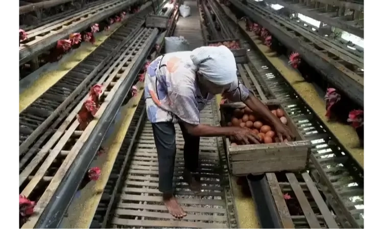 <p id="isPasted">Peternak Ayam Petelur Sebut MBG Tak Pengaruhi Suplai dan Harga Telur Ayam</p>