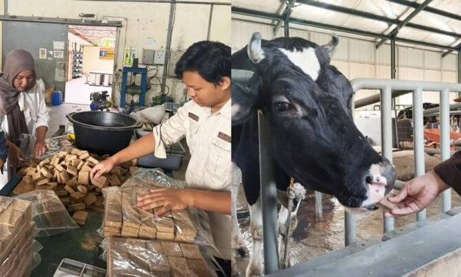 <p>Lactowaf, Inovasi Pakan Sapi Berbentuk Wafer</p>