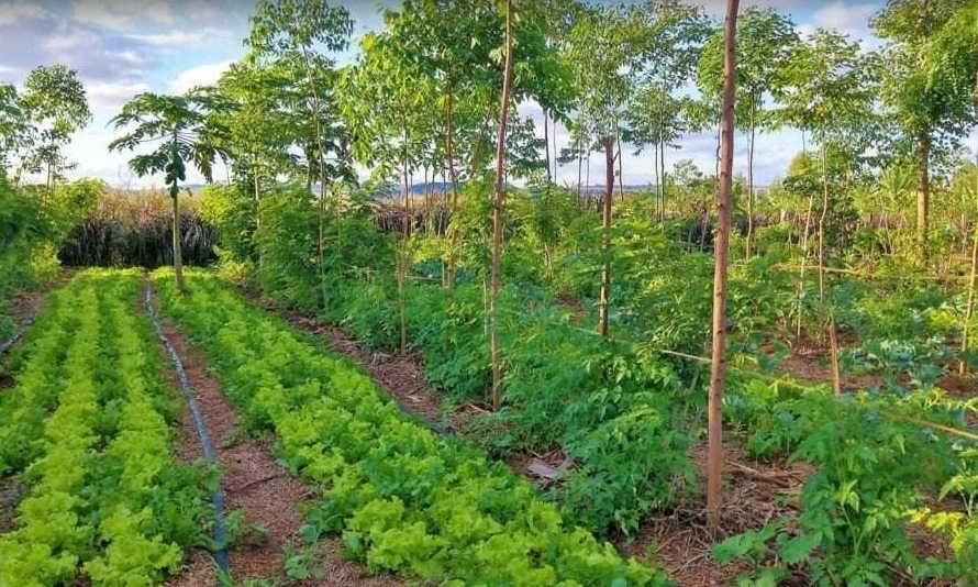 <p>Agroforestri Sebagai Jawaban Ketahanan Pangan Di Indonesia</p>