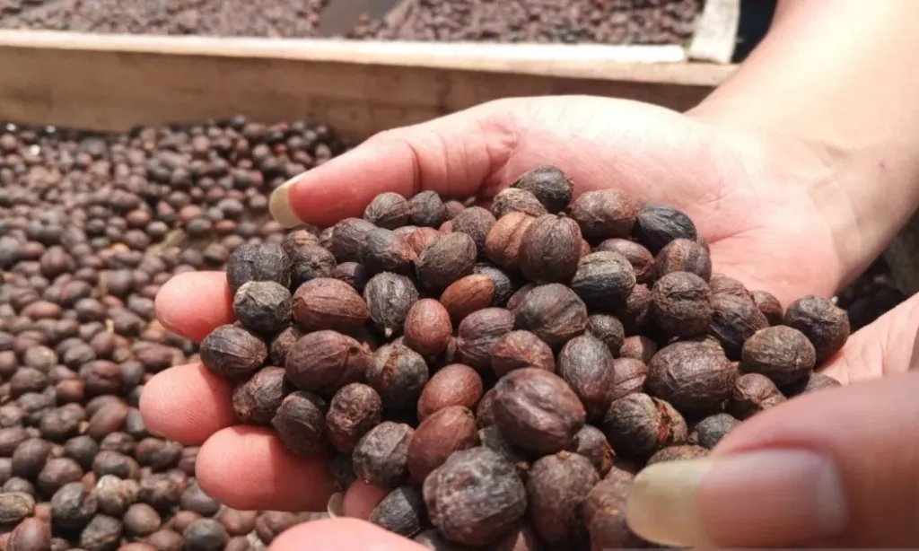 <p>Ekspor Kopi RI Semester I Tembus 206,7 Ribu Ton, UMKM Jadi Penopang</p>