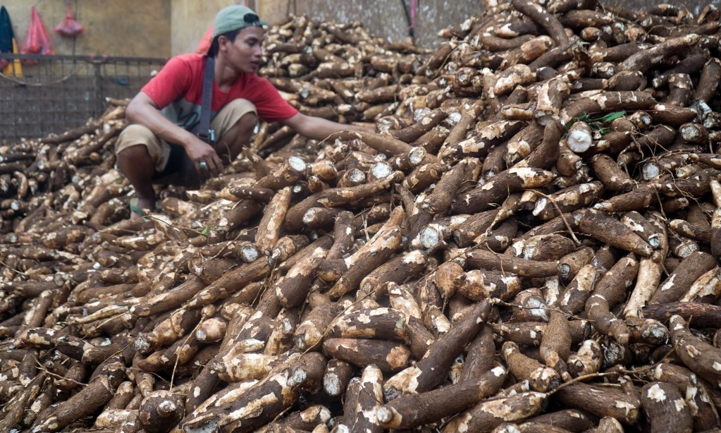 <p id="isPasted">Harga Masih Anjlok, Petani Singkong Ajukan 9 Tuntutan Temui Prabowo</p>