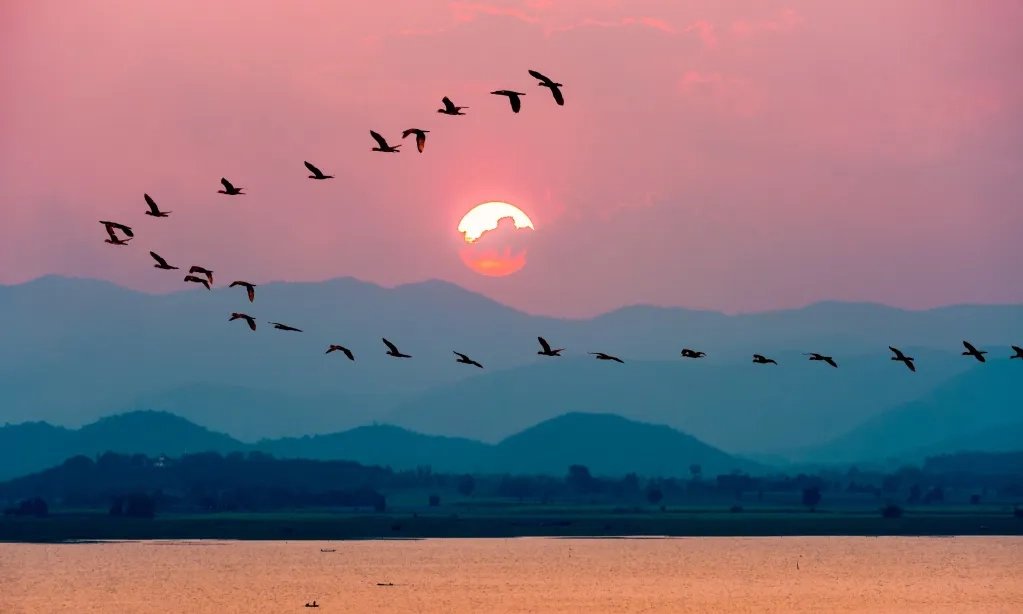 <p>NTB Jadi Tempat Singgah Burung-burung Dunia</p>