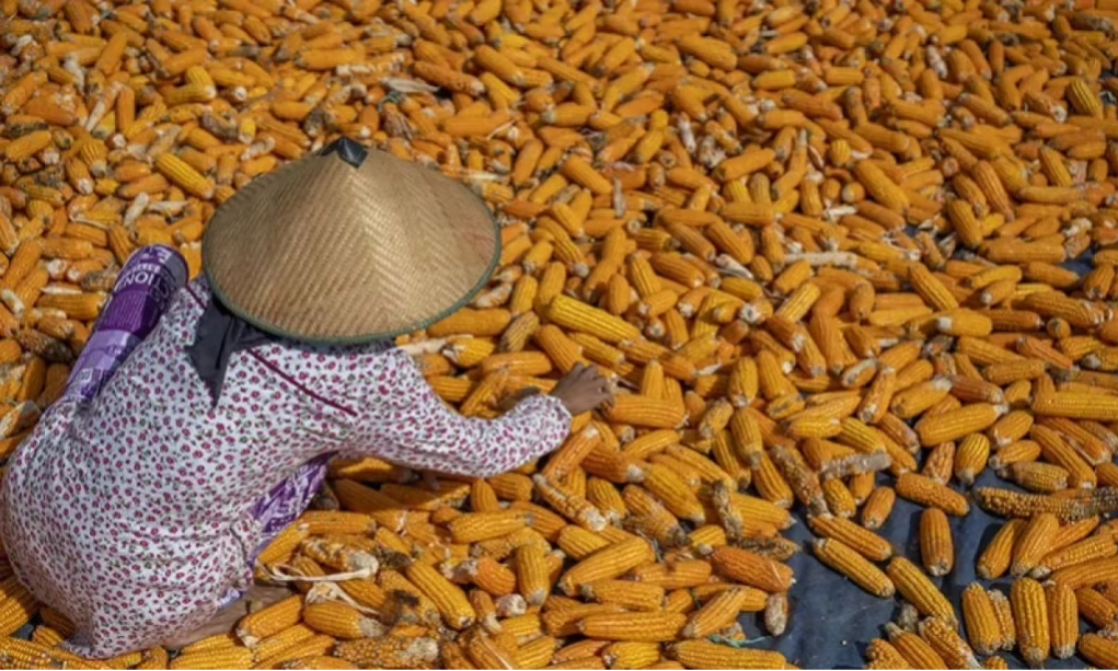 <p id="isPasted">Belum Beredar, Peternak Sebut Pasokan Jagung SPHP Masih Di NTB</p>