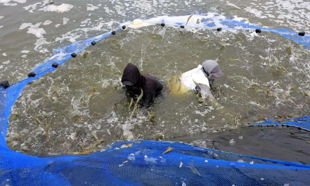 <p>Ekspor Udang RI &#39;Aman&#39;! KKP Intens Negosiasi MoU Dengan FDA</p>