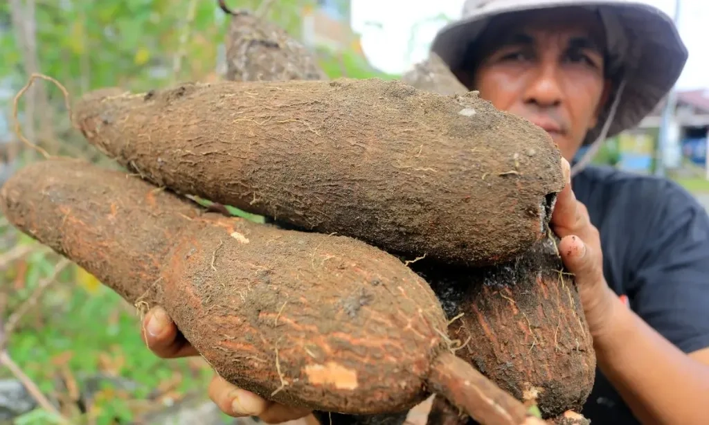<p>Harga Singkong Bikin Petani Menjerit, Pusat Serahkan ke Gubernur</p>