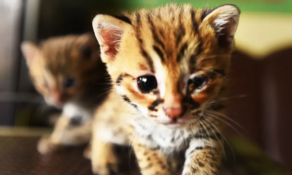 <p>Satwa Dilindungi Kucing Kuwuk Dijual Rp250 Ribu, Polisi Buru Pemasok</p>