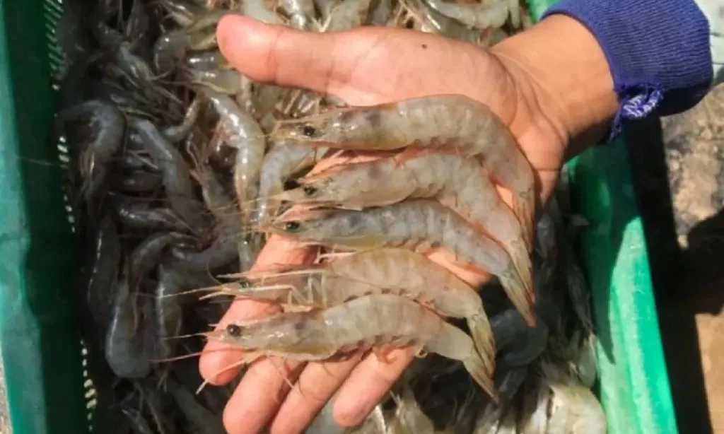 <p>Ekspor Udang ke AS Tak Disetop! KKP Berlakukan Syarat Sertifikat Cs-137</p>