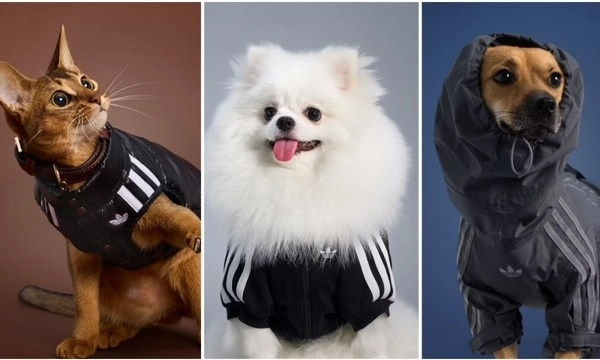 <p>Adidas Luncurkan Fesyen Lucu Untuk Hewan Peliharaan</p>