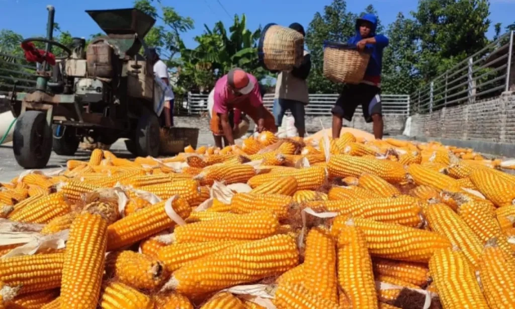 <p>Demi E10, RI Bakal Besar-Besaran Kembangkan Tebu, Singkong, Jagung</p>