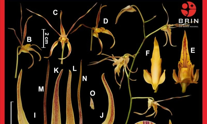 <p id="isPasted">Dua Spesies Anggrek Papua Baru Ditemukan Di Raja Ampat</p>