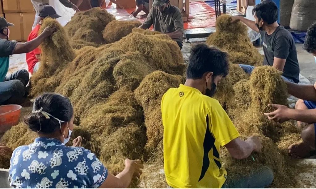 <p id="isPasted">Bermodal Google Maps, Petani Lumajang Ubah Gulma Jadi Laba</p>