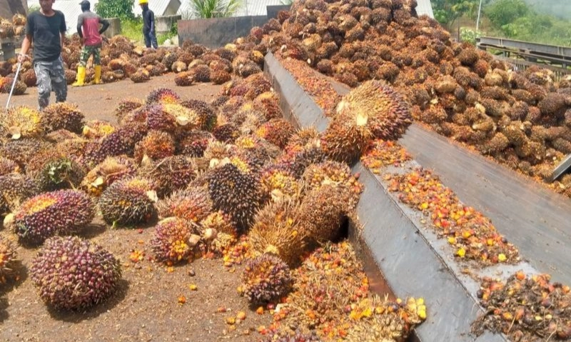 <p>B50 Bisa Rugikan RI Rp18 T dan Ancam Daya Saing Sawit, Kok Bisa?</p>