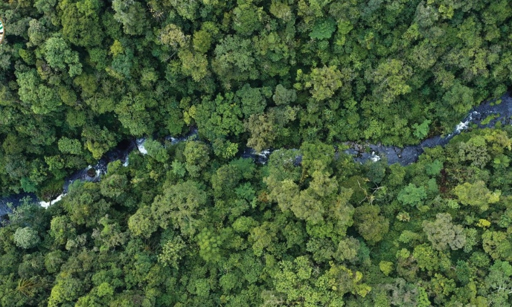 <p>FAO: Deforestasi Dunia Melambat, Tapi Ekosistem Hutan Masih Terancam</p>