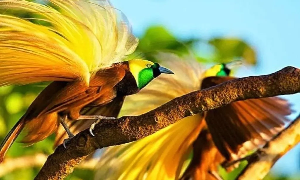 <p>Penegakan Hukum Konservasi Mesti Jaga Nilai Adat</p>