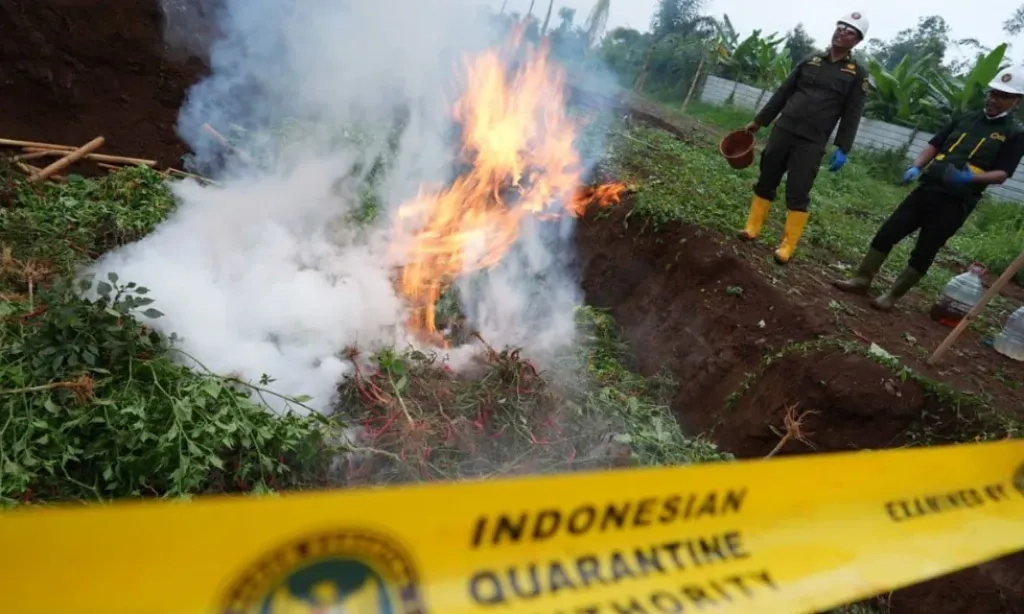<p>Karantina Musnahkan Ribuan Tanaman Asal China</p>