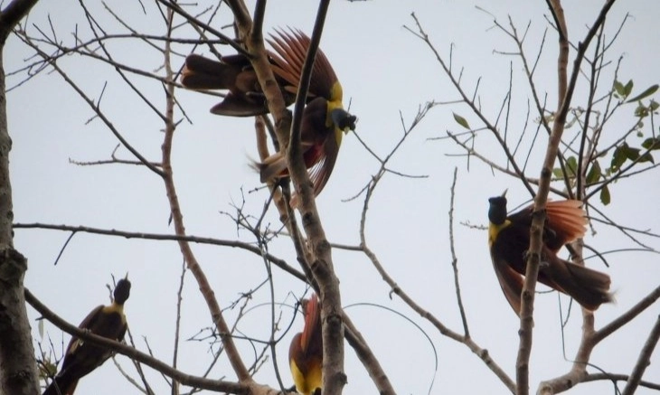 <p>Menhut Minta Maaf Soal Mahkota Cendrawasih</p>