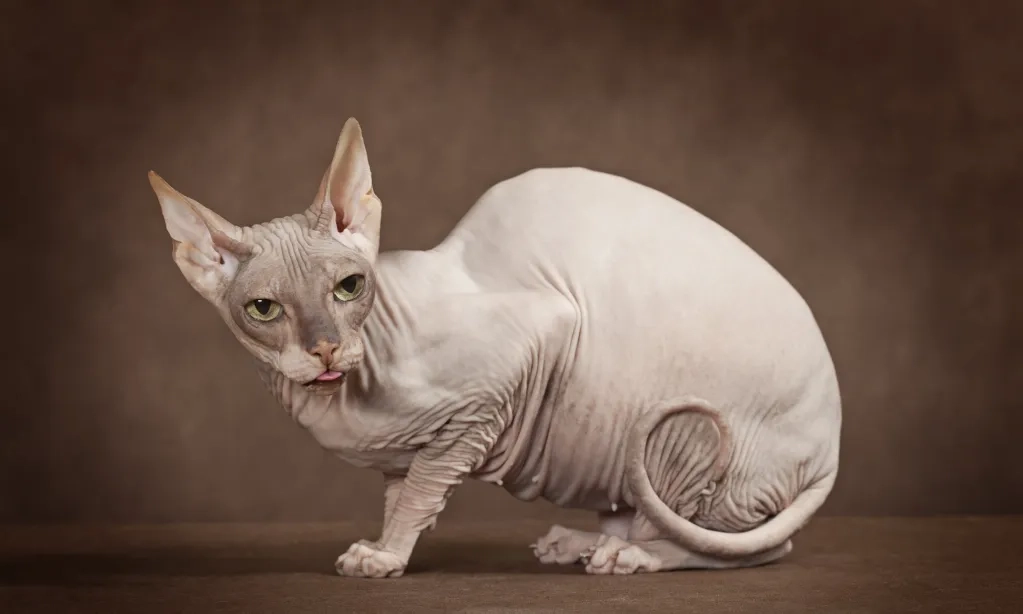 <p>Hal Yang Perlu Dipertimbangkan Sebelum Adopsi Kucing Sphynx</p>