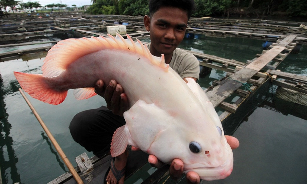 <p id="isPasted">KKP: Pulau Tidung Punya Potensi Pengembangan Budidaya Ikan Laut Kerapu Cantang</p>