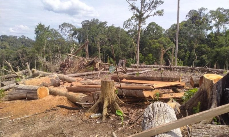 <p>Menhut Dimita Tegas Lindungi Gajah di Bentang Seblat</p>