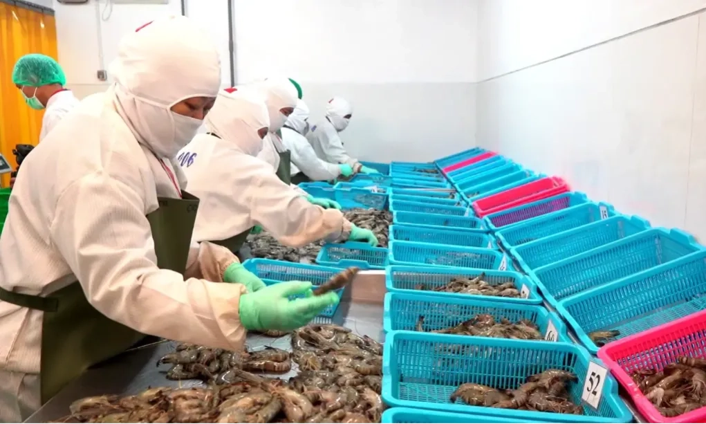 <p id="isPasted">KKP Bekali SPPG Cara Mengolah Ikan Biar Aman Dikonsumsi Penerima MBG</p>