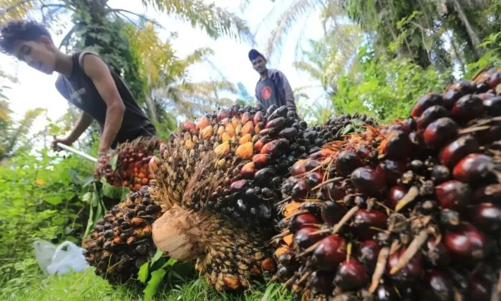 <p>Pustaka Alam Saran Verifikasi Ulang Data Satgas PKH</p>