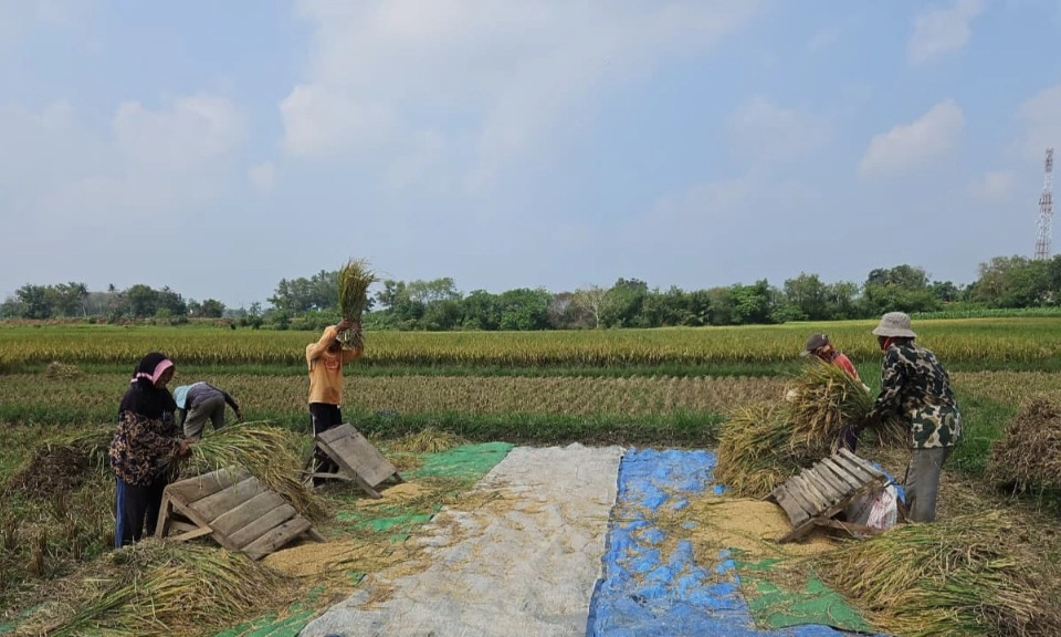 <p>Tertinggi 5 Tahun, Amran Lapor Prabowo Produksi Beras Naik 4,1 Juta Ton!</p>
