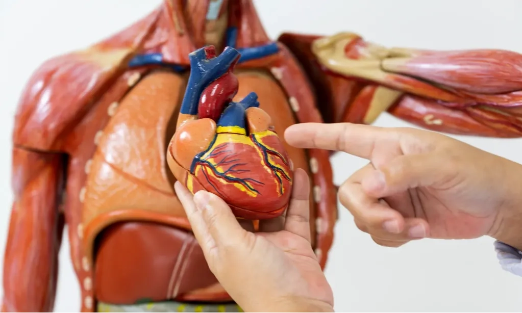 <p>Penyakit Jantung Dan Stroke Sebabkan Kematian, Penting Kenali Gejalanya</p>