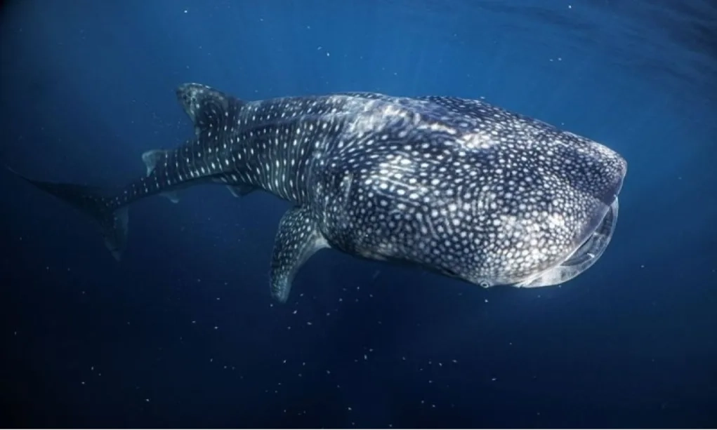 <p>Kasus Hius Paus Terdampak Meningkat, Sebagian Besar Berusia Muda</p>