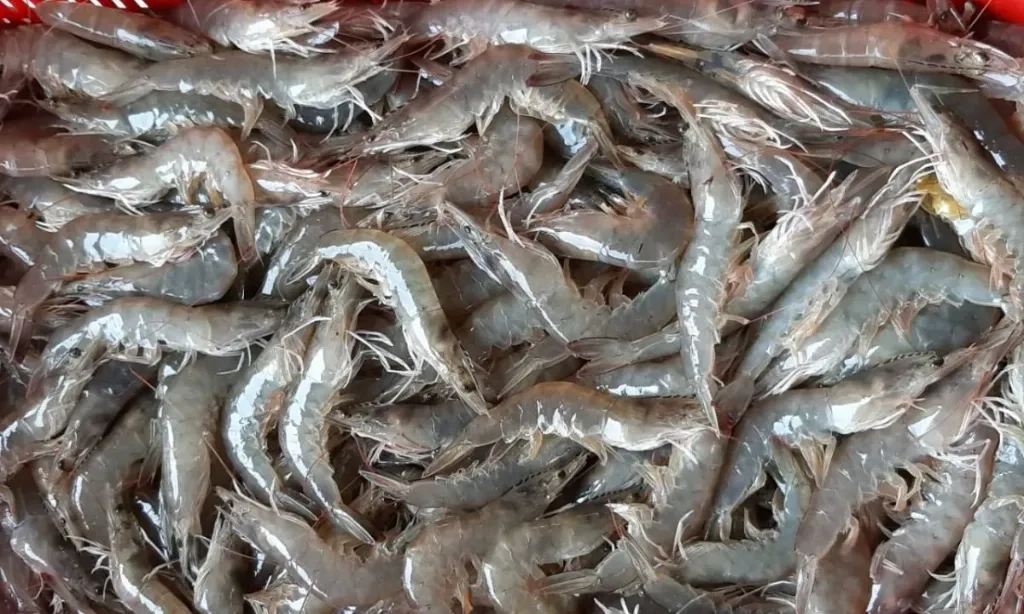 <p>Ada Reimpor, KKP: Ekspor Udang ke AS Januari-September Meningkat 16,3%</p>