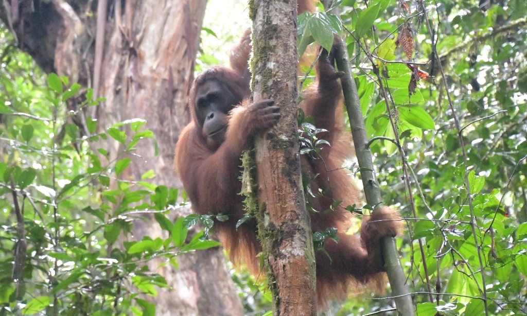 <p>Kapuan Hingga Momot, Orangutan Yang Kini Kembali Ke Rimba Kalimantan</p>
