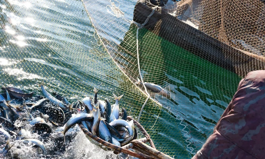 <p id="isPasted">Ikan Salmon Dan Perjalanan Migrasi Yang Menakjubkan</p>