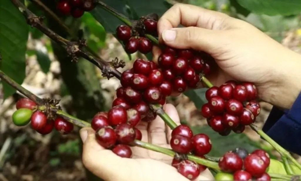 <p>Studi: Secangkir Kopi Sehari Tekan Risiko Gangguan Irama Jantung</p>