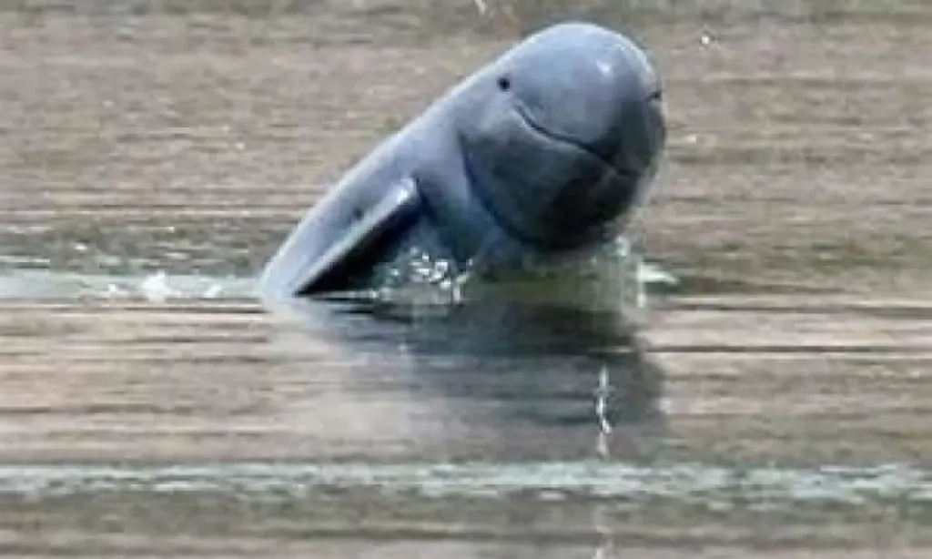 <p>KLH Telusuri Sebab Kematian 2 Pesut Mahakam&nbsp;</p>