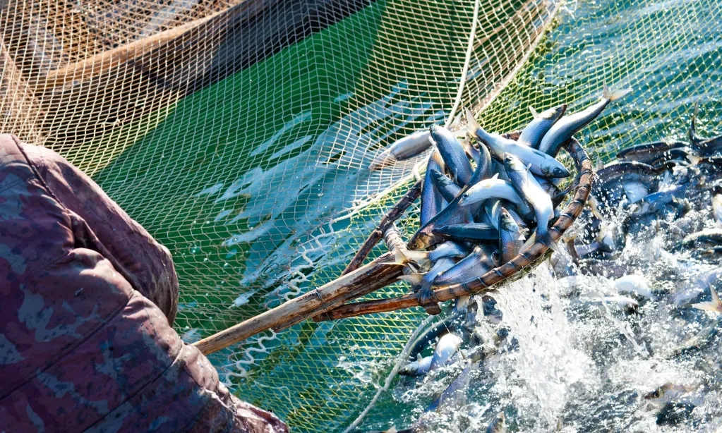 <p id="isPasted">Lima Ikan Dengan Kandungan Omega-3 Paling Tinggi</p>