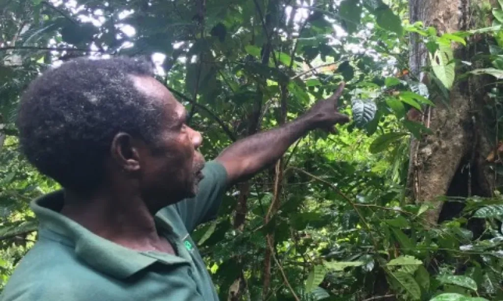 <p>Setahun Prabowo-Gibran, Tanpa Penetapan Hutan Adat di Papua&nbsp;</p>