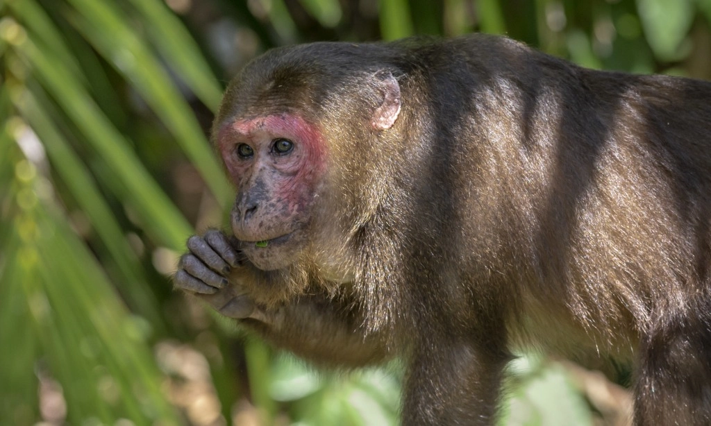 <p id="isPasted">Sama Seperti Manusia, Monyet Bisa Merasakan Kesepian</p>