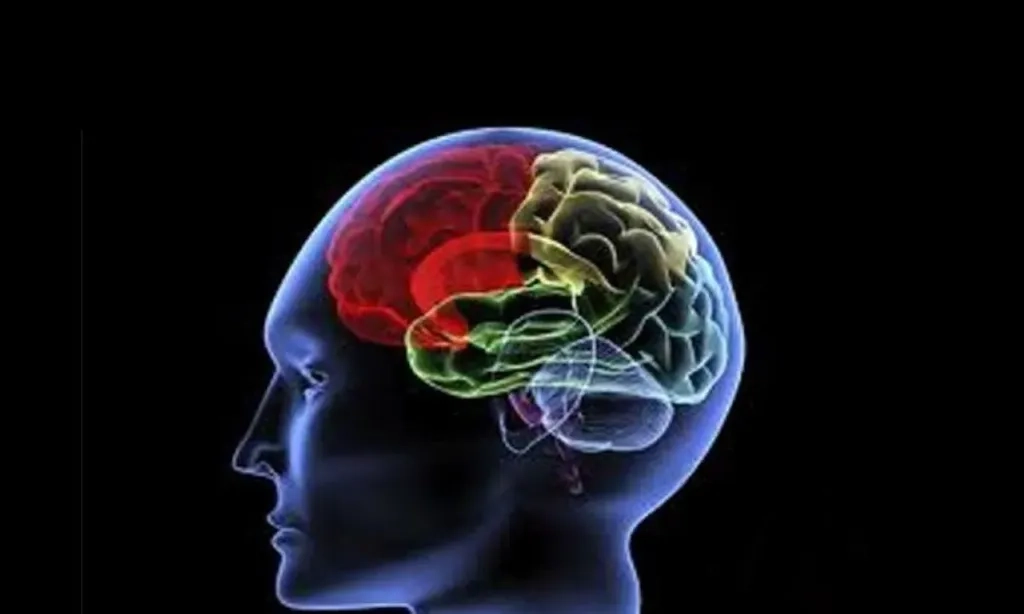 <p>Studi: Otak Menyimpan Memori Lebih Baik Saat Lelah</p>