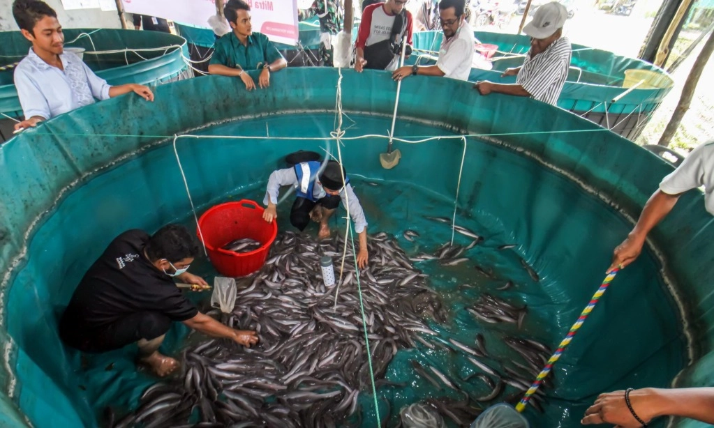 <p>Bioflok Bisa Jadi Alternatif Penghasilan Nelayan Batam</p>