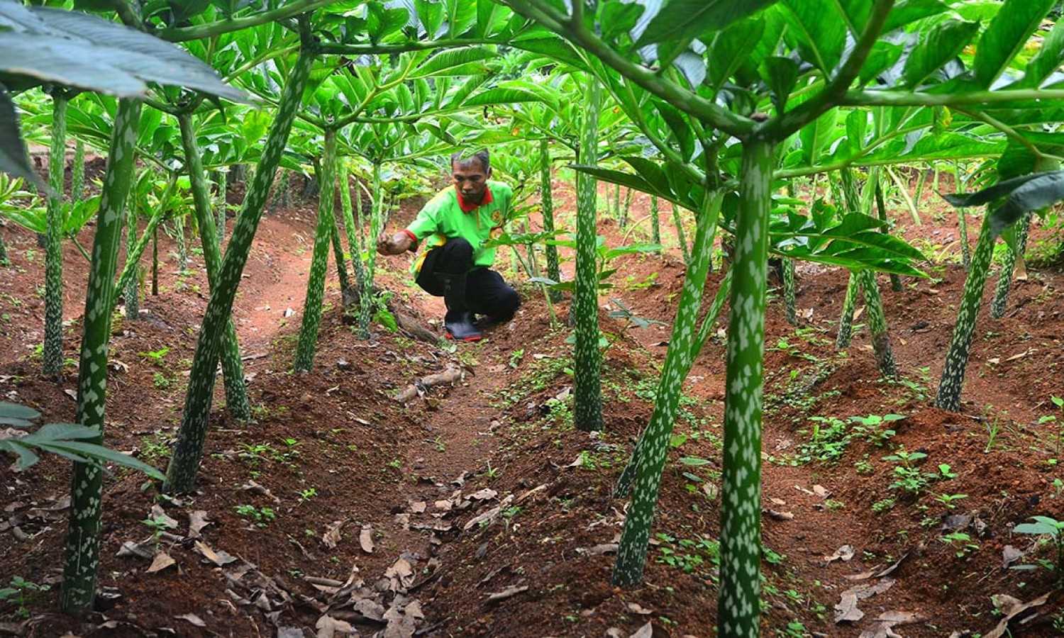 DPR Dorong Pemerintah Kembangkan Litbang Pertanian