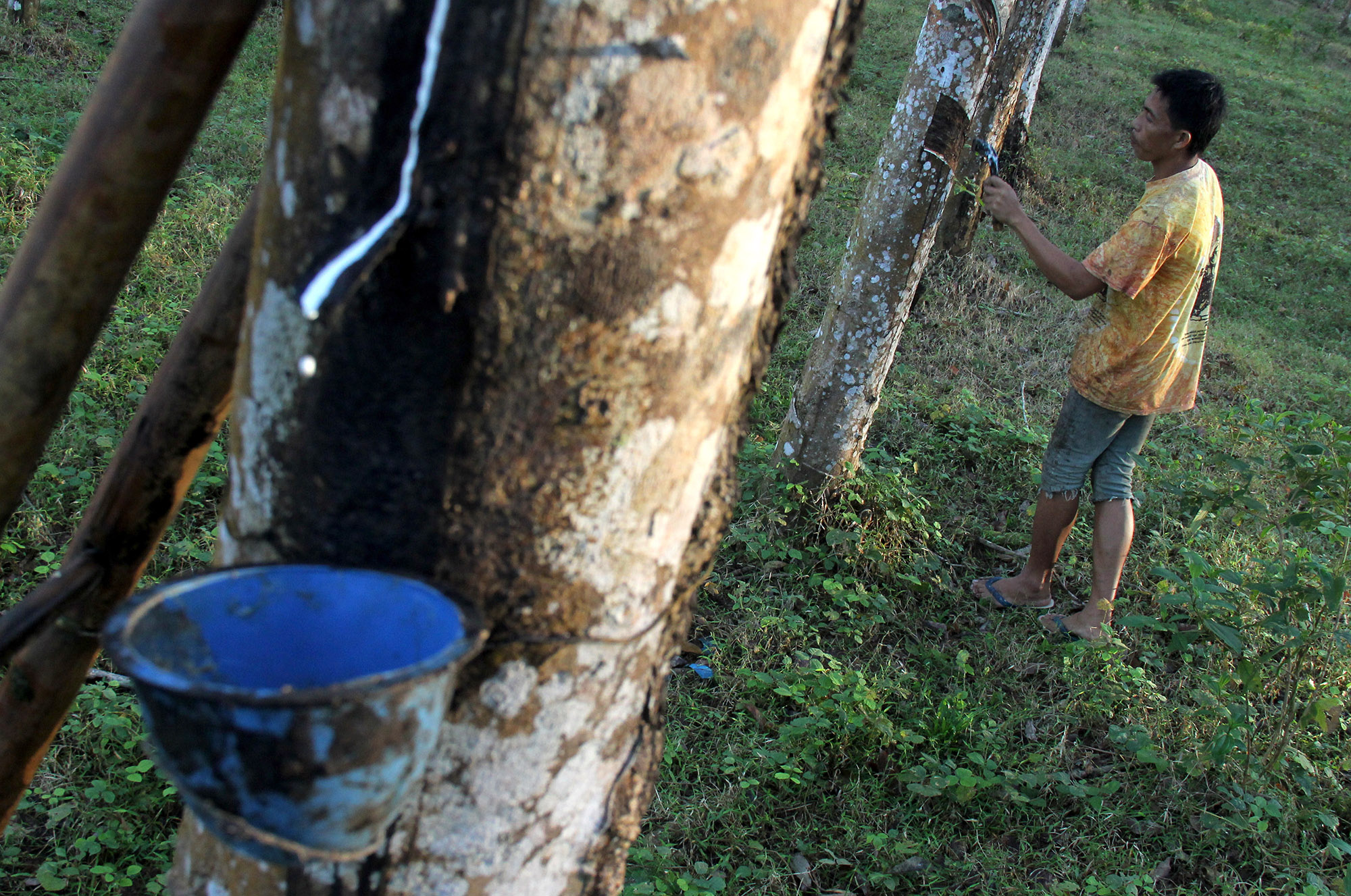 Risau Dengan Harga Karet Dunia