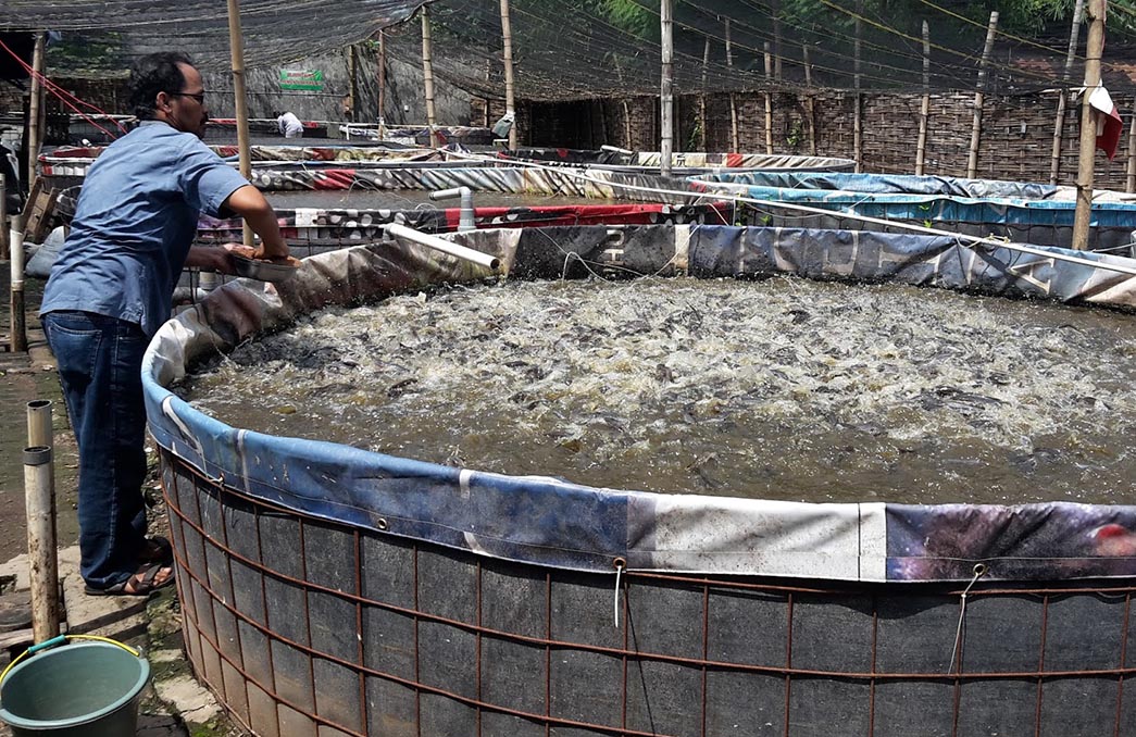 Biofolk Mungkinkan Budidaya Ikan di Perkotaan