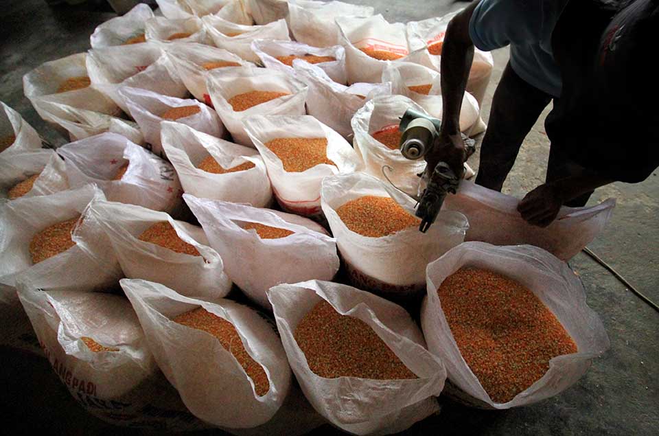 Kabupaten Sangihe Genjot Produksi Jagung